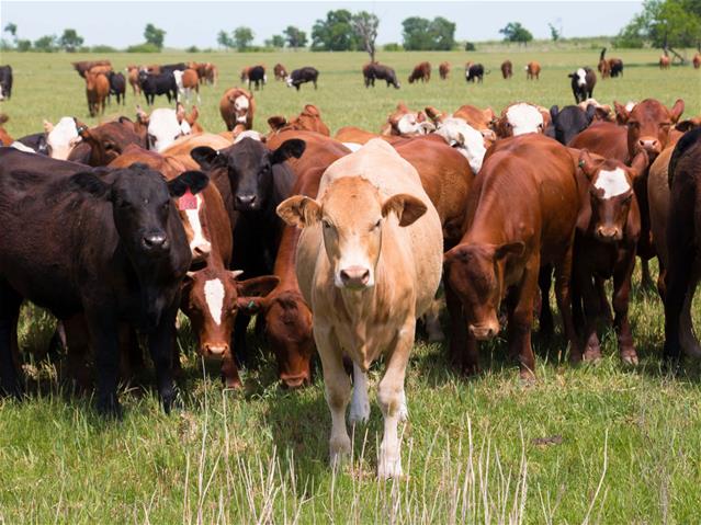 Climate-smart farming essential during climate change | News Article