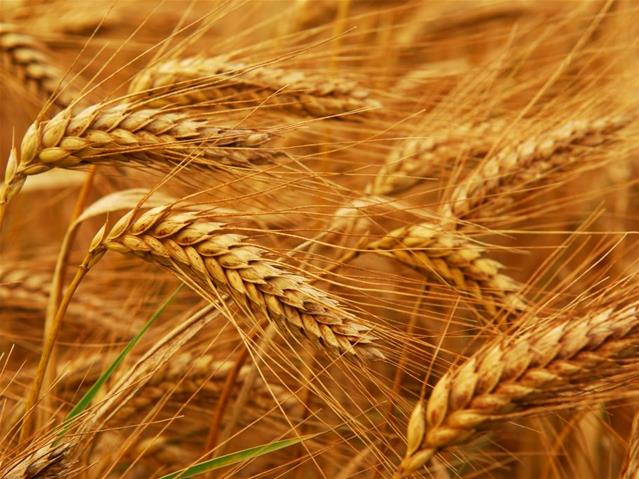 Agri-Uur: Jongste Safex-nuus | News Article