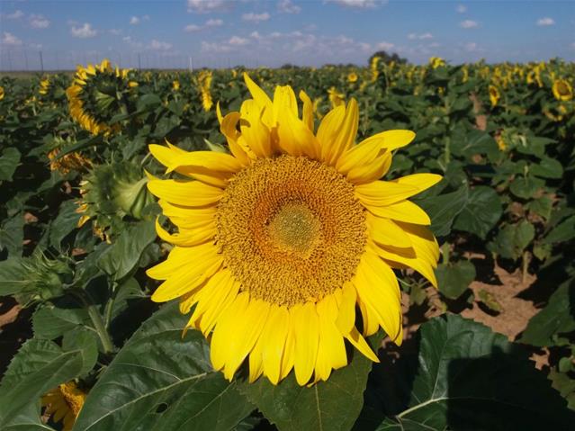 What does move to lockdown level 1 mean for SA agriculture? | News Article
