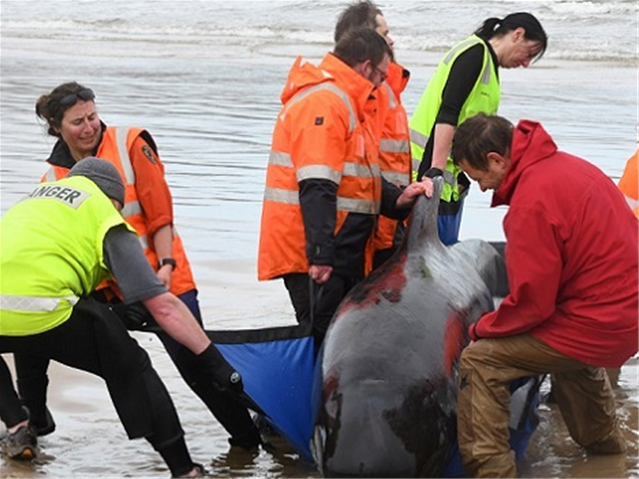 Almost 400 die in Australia's worst whale stranding | News Article