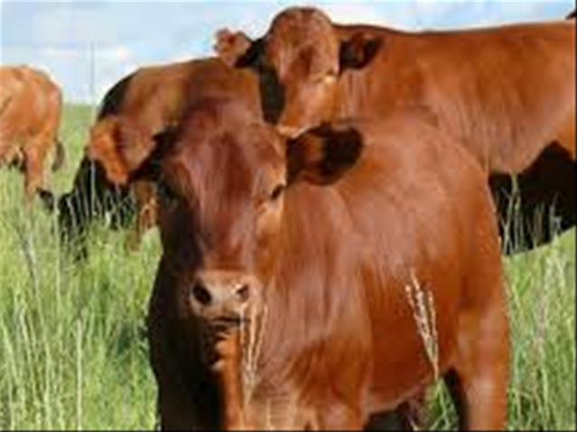 Hier is van jou hoof landboustories op OFM  | News Article