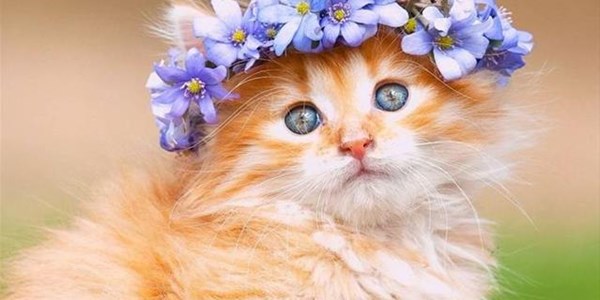 Weird Wide Web - Do animals have accents? Weird Wide Web - Do animals have accents? | News Article