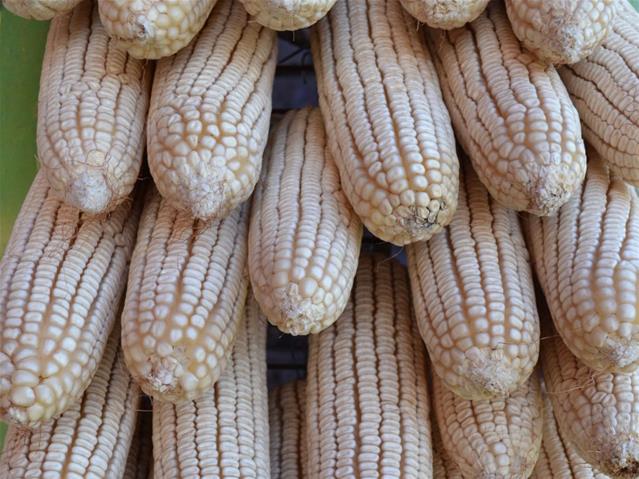 Agri-Uur: Jongste Safex-nuus | News Article