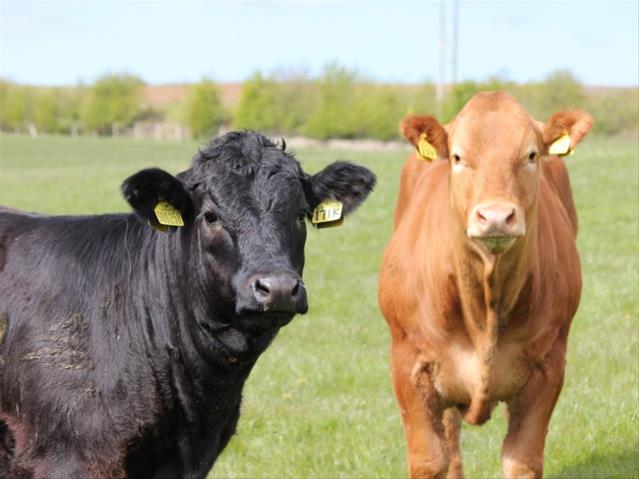 Landbounuus-podcast: Veeboere moet veral nou diere teen parasiete beskerm | News Article