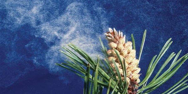 Your Pollen Report: 25 Sep – 1 Oct 20 Your Pollen Report: 25 Sep – 1 Oct 20 | News Article