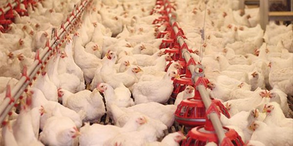 Landbounuus-podcast: Pluimveeprodusente het fondse belê Landbounuus-podcast: Pluimveeprodusente het fondse belê | News Article