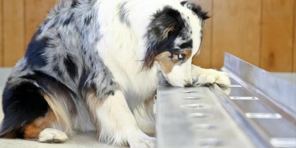 Weird Wide Web - Dogs used to sniff out Covid-19 | News Article