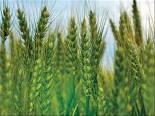 Agri-Uur: Jongste Safex-nuus | News Article