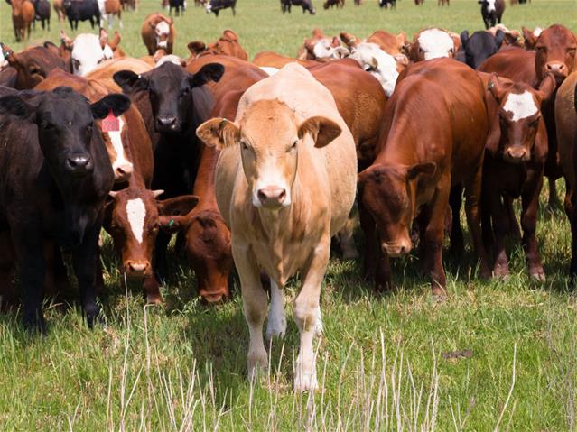 Landbounuus-podcast: SA se top-stoetkuddes vereer | News Article