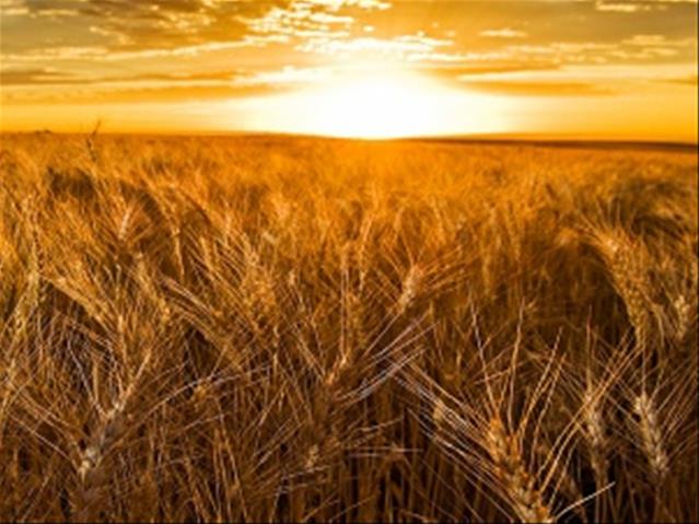 Agri-Uur: Jongste Safex-nuus | News Article