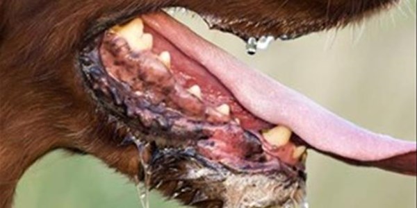 Agriculture focuses on Rabies awareness | News Article