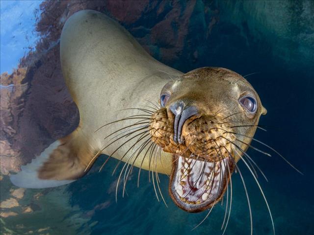 Weird Wide Web - Different animal personalities  | News Article