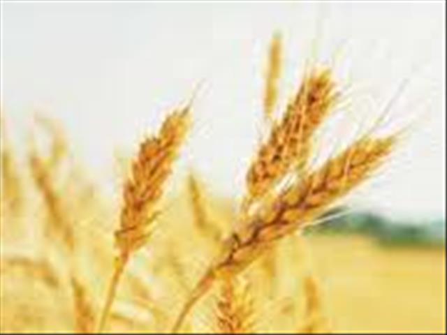 Agri-Uur: Jongste Safex-nuus | News Article