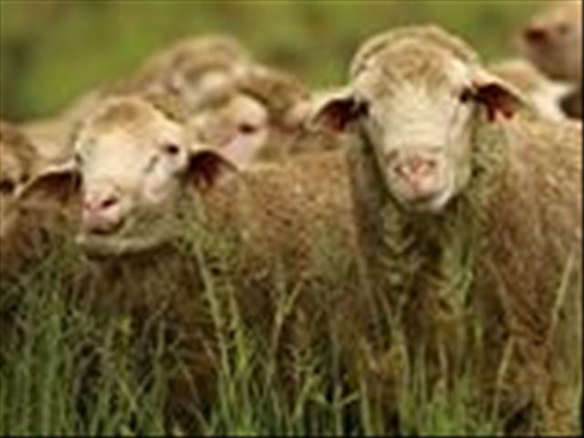  Onsekerheid in wêreldmarkte bedreig wolbedryf steeds | News Article