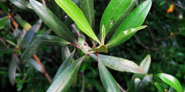 Landbounuus-podcast: NK LUR vier Boomplantmaand Landbounuus-podcast: NK LUR vier Boomplantmaand | News Article