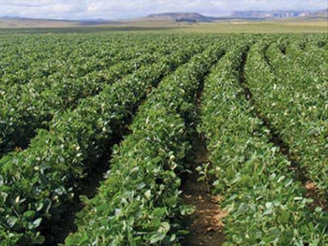 Agri-Uur: Jongste Safex-nuus | News Article