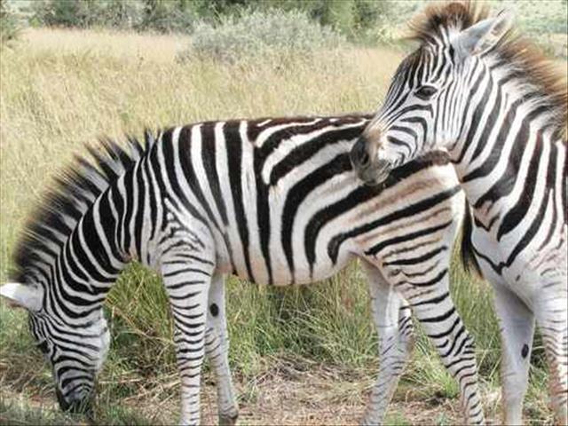Butcher slams rumours after zebras found in overturned truck | News Article