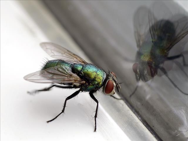 Weird Wide Web - Man blows up part of house while trying to swat fly | News Article