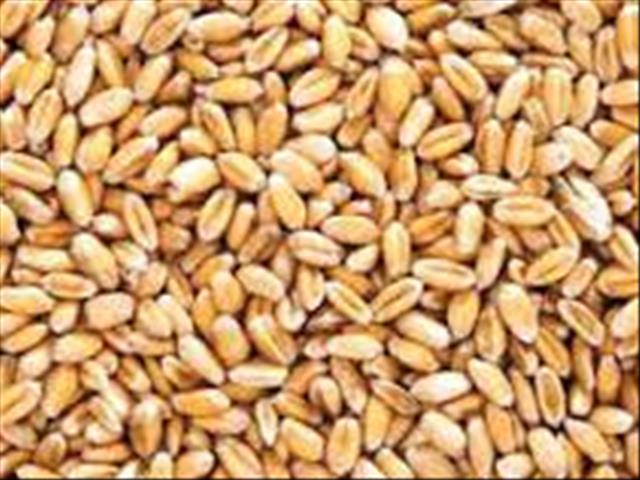 A record barley harvest expected this season | News Article