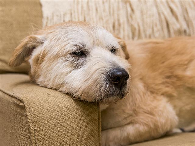 TJR - Caring for old Pets | News Article