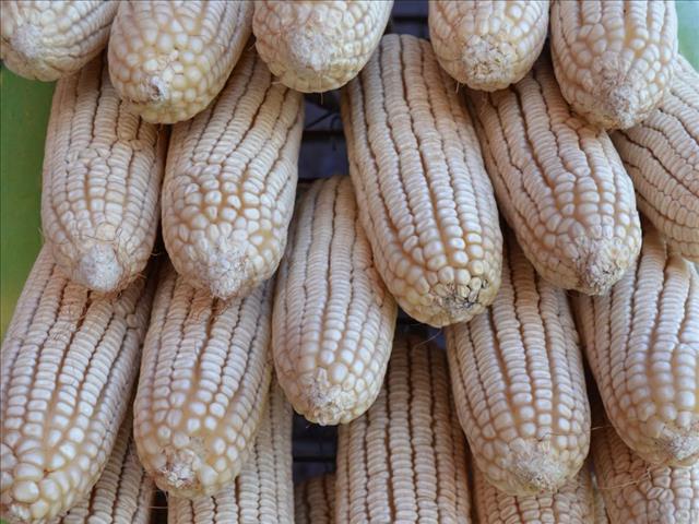 Agri-Uur: Jongste Safex nuus | News Article