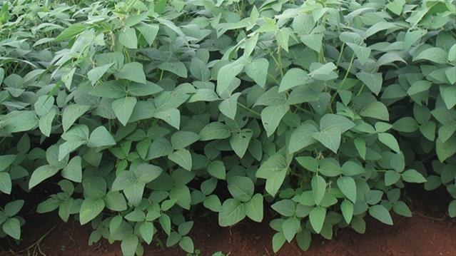 Agri-Uur: Jongste Safex-nuus | News Article