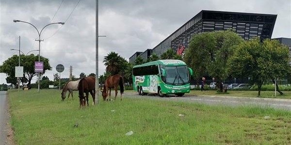 Horses graze in Bloemfontein's streets | News Article