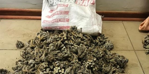 Endangered plant smuggling increases in NC Endangered plant smuggling increases in NC | News Article