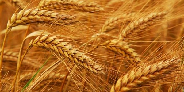 Agri-Uur: Jongste Safex-nuus Agri-Uur: Jongste Safex-nuus | News Article