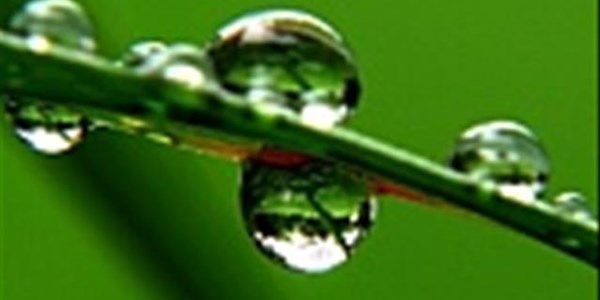 Landbounuus-podcast: Nat weer belemmer oesproses - Graan SA Landbounuus-podcast: Nat weer belemmer oesproses - Graan SA | News Article