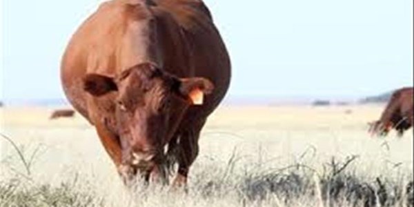 Speenkalwers en vetkoeie nog skaars Speenkalwers en vetkoeie nog skaars | News Article