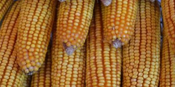 Agri-Uur: Jongste Safex-nuus Agri-Uur: Jongste Safex-nuus | News Article
