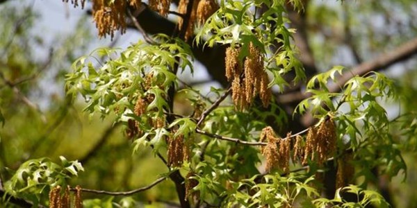 Pollen report for 15 - 21 January 2021 Pollen report for 15 - 21 January 2021 | News Article