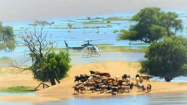 Beeste by Hennie Steyn-brug gered | News Article