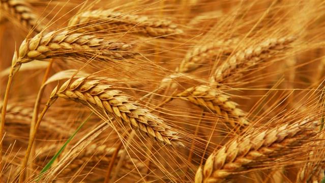 Agri-Uur: Jongste Safex-nuus | News Article