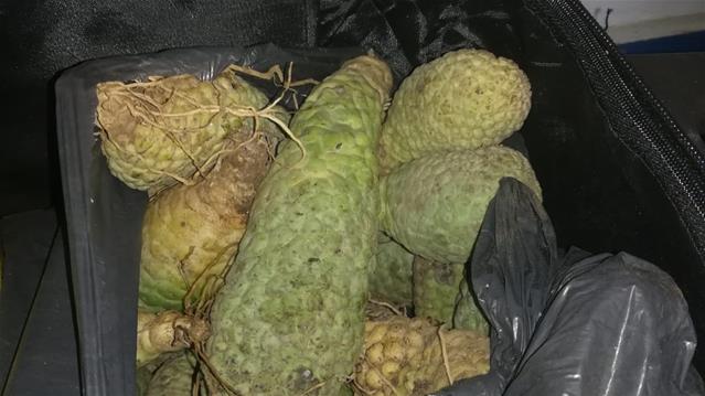 Man behind bars for possession of endangered plants | News Article