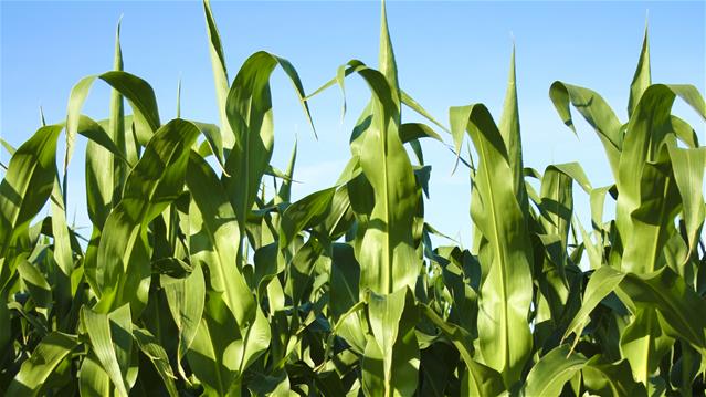 Agri-Uur: Jongste Safex-nuus | News Article