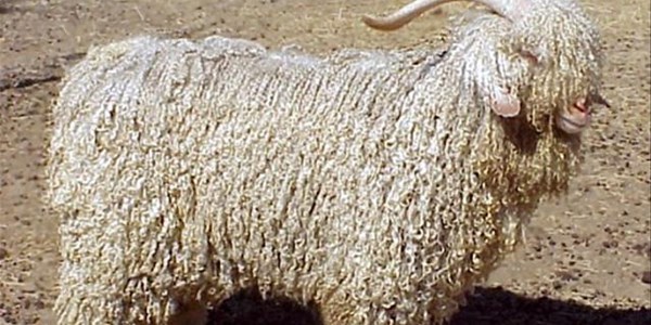 Sterker Rand speel rol in wolmark se daling Sterker Rand speel rol in wolmark se daling | News Article