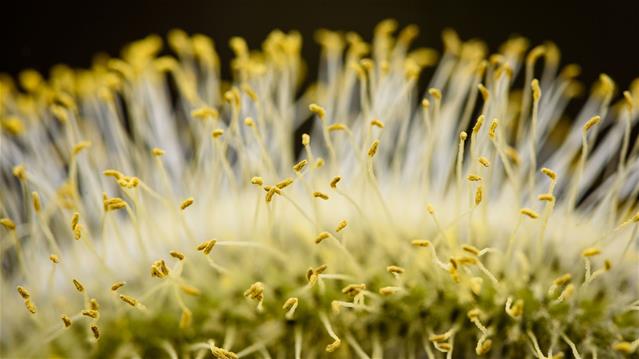 Pollen report for 22 - 28 January 2021 | News Article