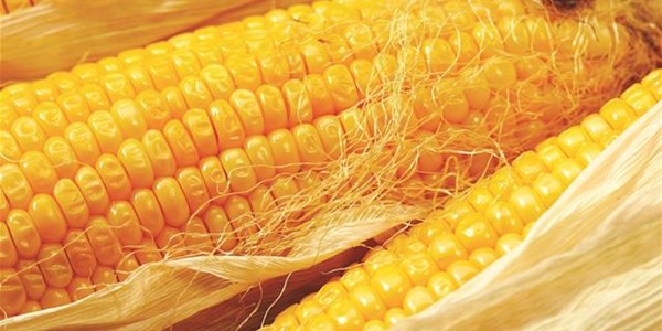 Agri-Uur: Jongste Safex-nuus Agri-Uur: Jongste Safex-nuus | News Article