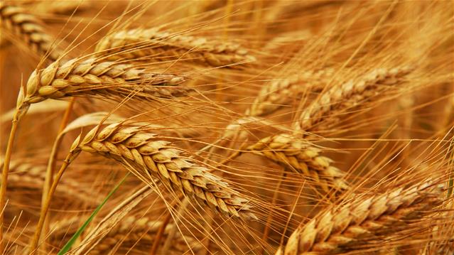 Agri-Uur: Jongste Safex-nuus | News Article