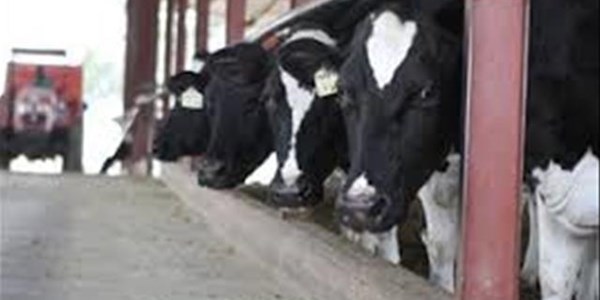 Kleiner melkboerderye kry swaar | News Article