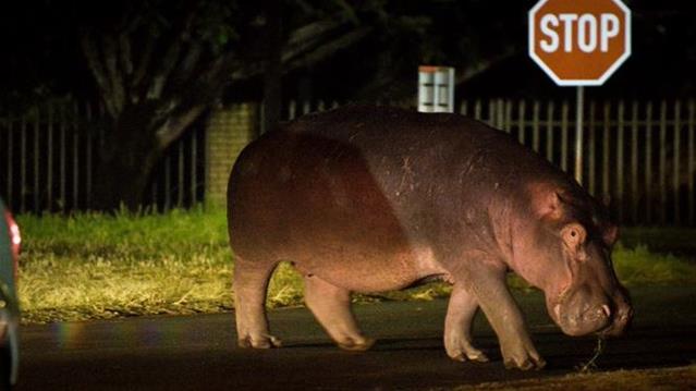 Fourways hippo 'was not killed and eaten' | News Article