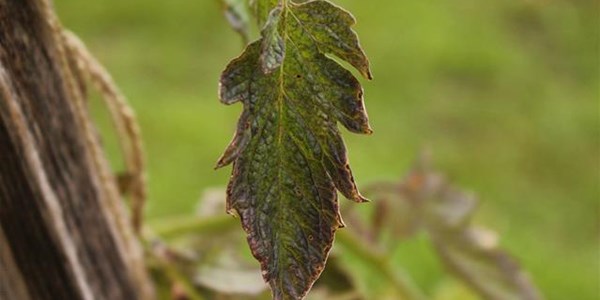 Navorser praat oor plantsiektes in groentegewasse Navorser praat oor plantsiektes in groentegewasse | News Article