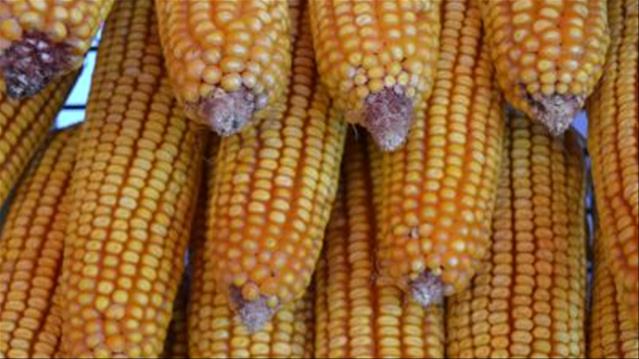 Agri-Uur: Jongste Safex-nuus | News Article