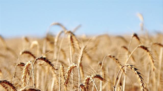 Agri-Uur: Jongste Safex-nuus | News Article