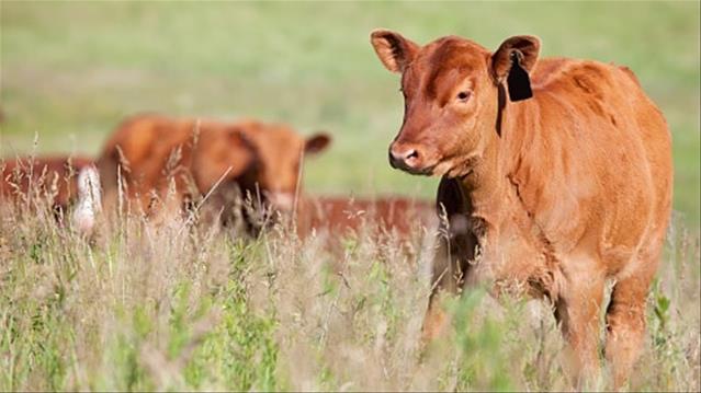 'Livestock can identify poisonous plants' | News Article