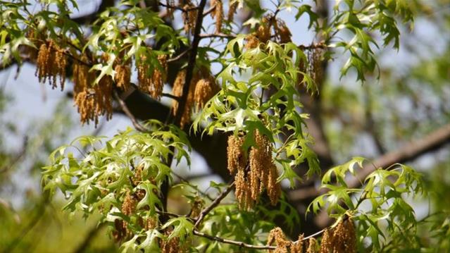 Pollen report for 29 January - 4 February 2021 | News Article