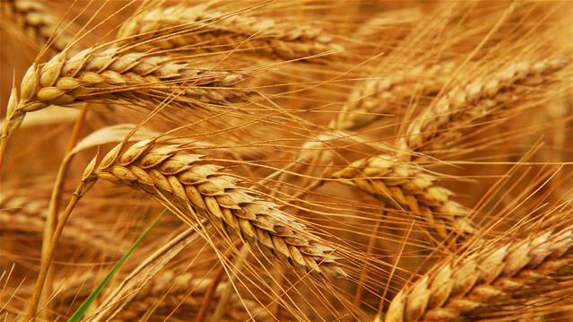 Agri-Uur: Jongste Safex-nuus | News Article