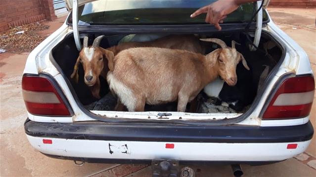 Livestock farmers still plagued by #StockTheft | News Article